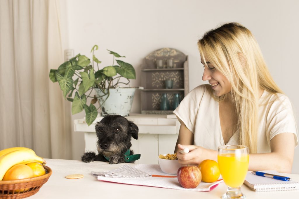 pet wellness